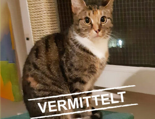 Vermittlung: Betty