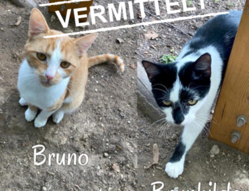 Vermittlung: Bruno und Brunhilde