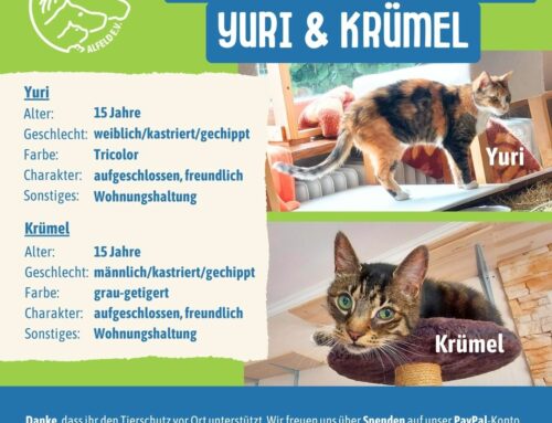 Vermittlung: Yuri und Krümel