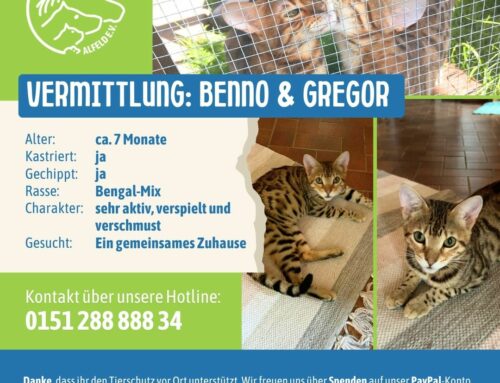 Vermittlung: Benno & Gregor