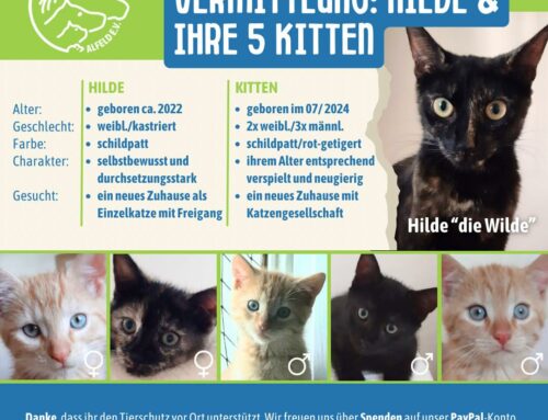 Vermittlung: Hilde und Ihre Kitten