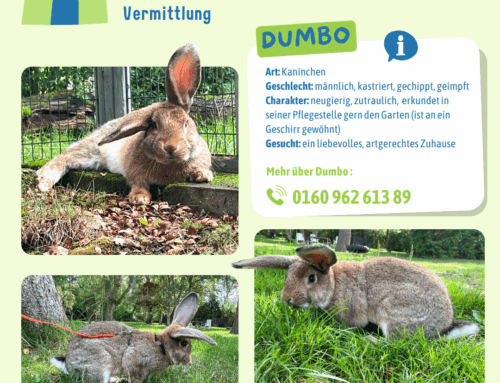 Vermittlung: Dumbo