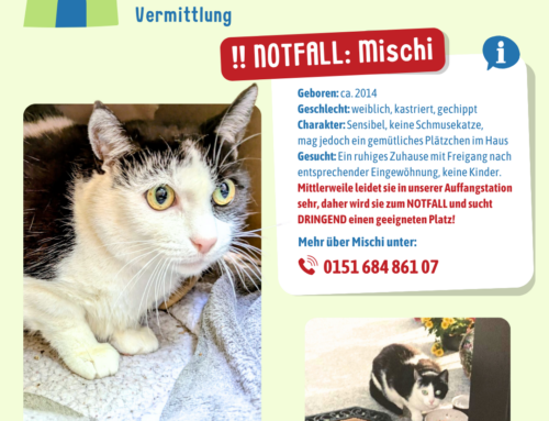 Vermittlung: Mischi