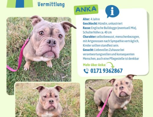 Vermittlung: Anka