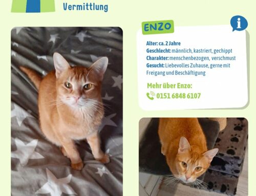 Vermittlung: Enzo