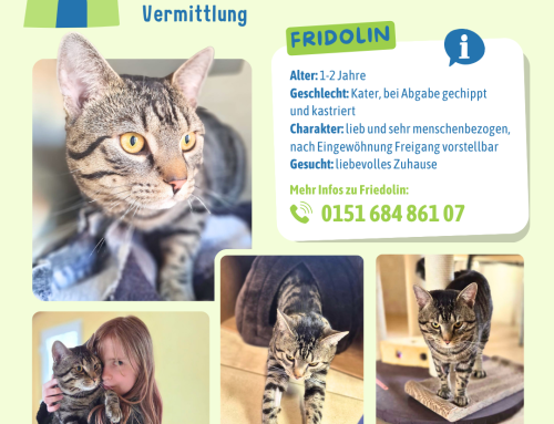 Vermittlung: Fridolin