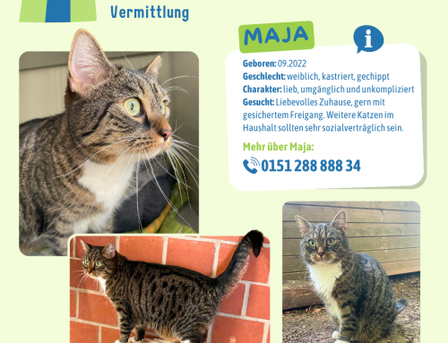 Vermittliung: Maja